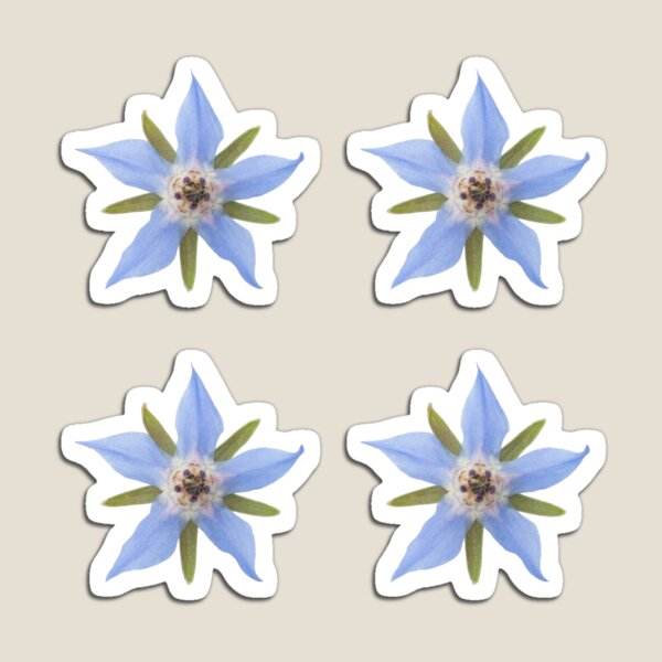 Item preview, Blue borage flower 4 set designed and sold by StohlerPhotos.