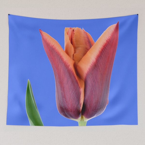 Item preview, Tulipa  'Slawa'  Triumph Tulip designed and sold by Chris Burrows.