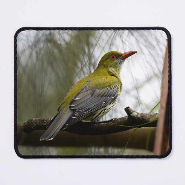 Item preview, Sweet Olive Backed Oriole in Australia designed and sold by Tara Smithson.
