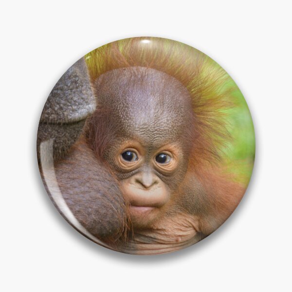 Item preview, Cherished Orangutan Mother's Cuddle designed and sold by rawshutterbug.
