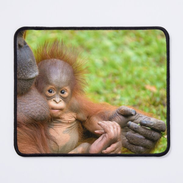 Item preview, Cherished Orangutan Mother's Cuddle designed and sold by rawshutterbug.