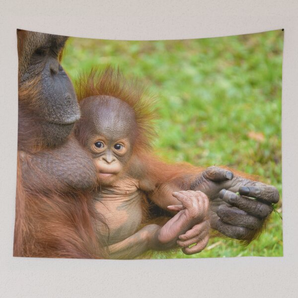 Item preview, Cherished Orangutan Mother's Cuddle designed and sold by rawshutterbug.