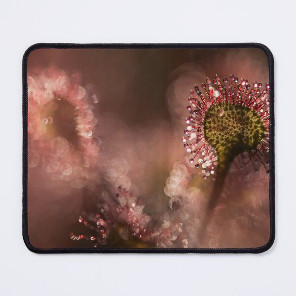 Item preview, Round-leafed sundew in a natural environment designed and sold by Elżbieta Kaps.