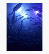 Something Fishy Photographic Print