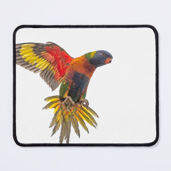 Item preview, Rainbow Lorikeet landing designed and sold by Wildpix.