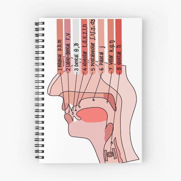 Item preview, Place Of Articulation | Linguistics | SLP designed and sold by CueTheSpeech.