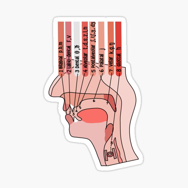 Item preview, Place Of Articulation | Linguistics | SLP  designed and sold by CueTheSpeech.