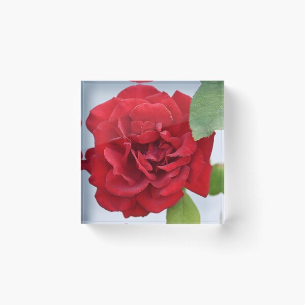Item preview, Red rose designed and sold by bagiolita.