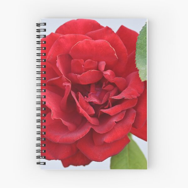 Item preview, Red rose designed and sold by bagiolita.