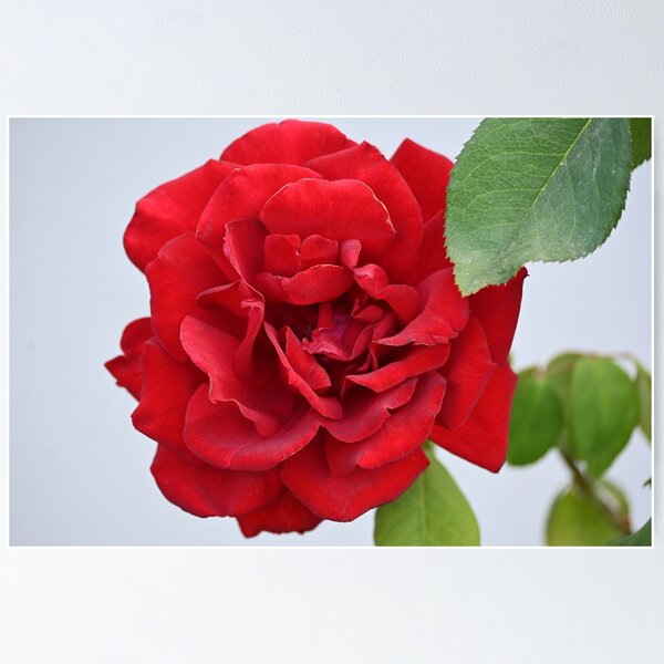 Item preview, Red rose designed and sold by bagiolita.