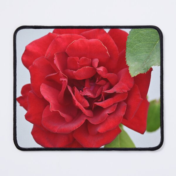 Item preview, Red rose designed and sold by bagiolita.