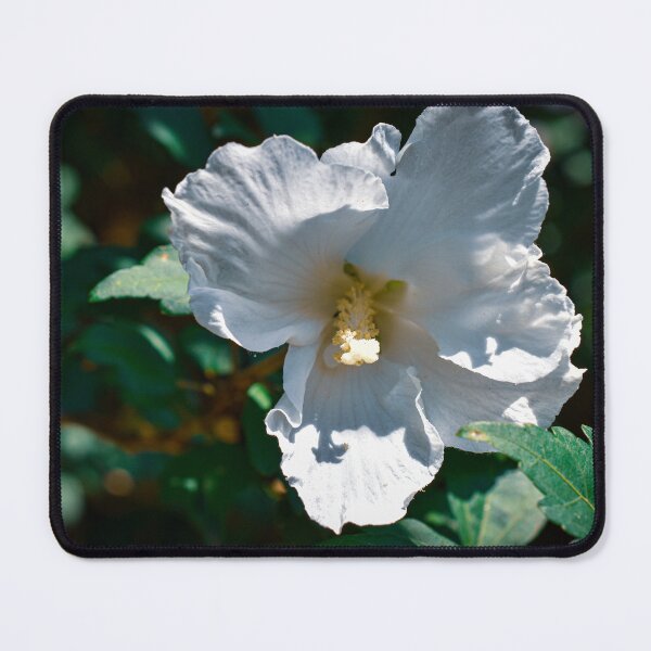 Item preview, Close-up White Rose of Sharon Hibiscus Bloom Summer Flower Garden designed and sold by CaytlinEPhotos.