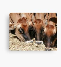 mm mm mm mm hay!! Canvas Print