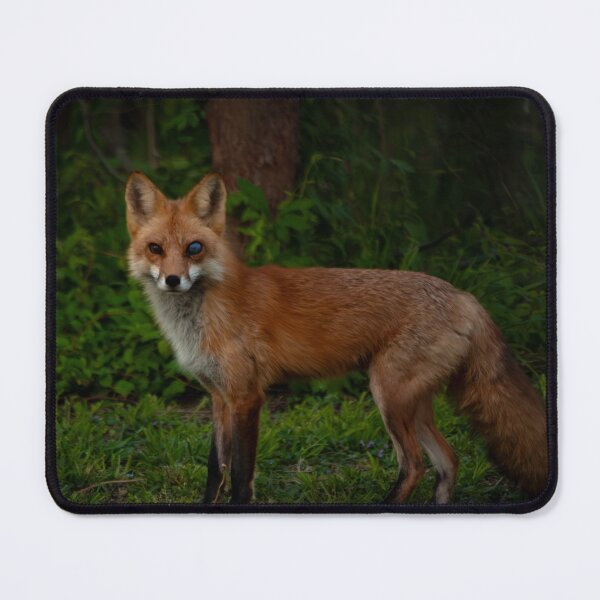 Item preview, Battle-Eyed Red Fox designed and sold by George Conover.