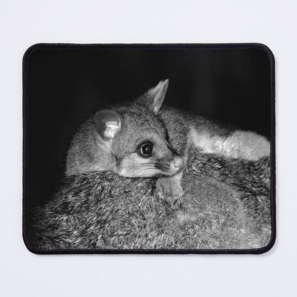 Item preview, © Australian brushtail possum, young designed and sold by GeoPipics.