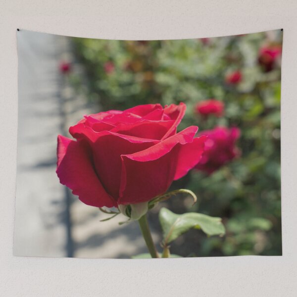 Item preview, Vibrantly Red Rose Bloom About to Open designed and sold by Georgia Mizuleva.