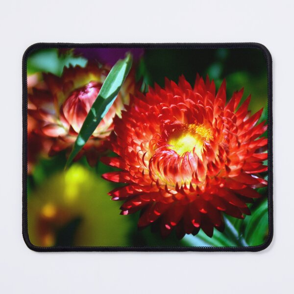 Item preview, Red Strawflower designed and sold by MercerImages.