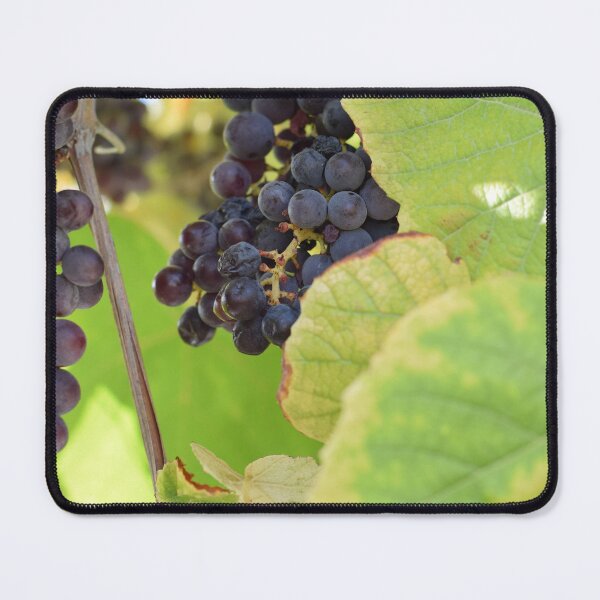 Item preview, Black grapes on a vine, Greece designed and sold by CatherineMoore4.