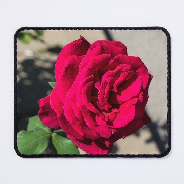 Item preview, In Full Bloom - Vibrant Fragrant Red Rose designed and sold by Georgia Mizuleva.