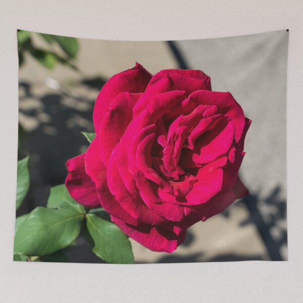 Item preview, In Full Bloom - Vibrant Fragrant Red Rose designed and sold by Georgia Mizuleva.