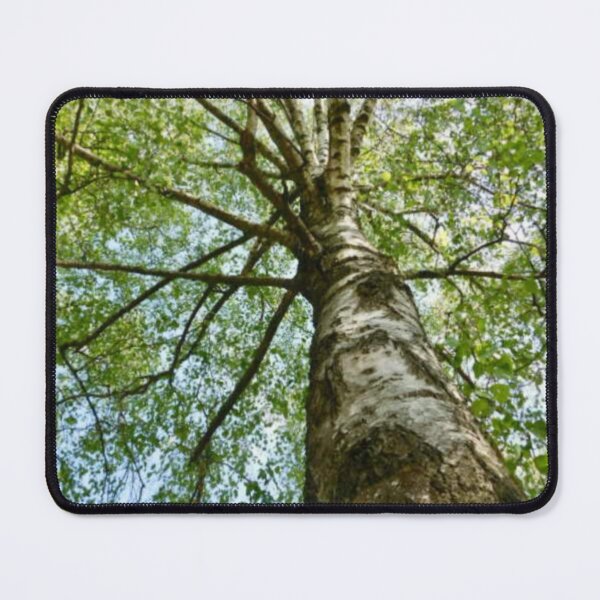 Item preview, Silver birch designed and sold by dk--design.