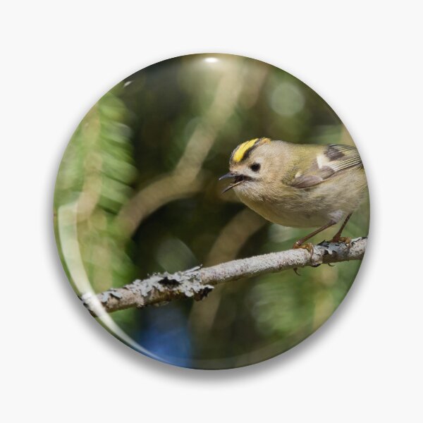 Item preview, Tweets by Goldcrest designed and sold by Jouko Lehto Photography.
