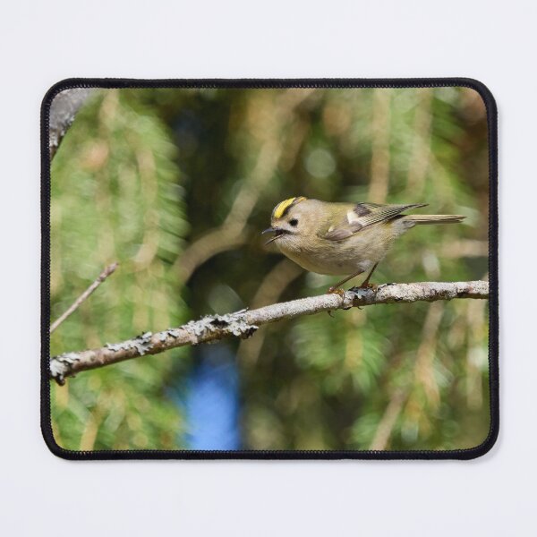 Item preview, Tweets by Goldcrest designed and sold by Jouko Lehto Photography.