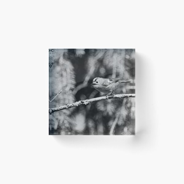 Item preview, Tweets by Goldcrest bw designed and sold by Jouko Lehto Photography.