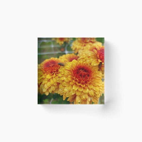 Item preview, Chrysanthemum with fly designed and sold by dk--design.