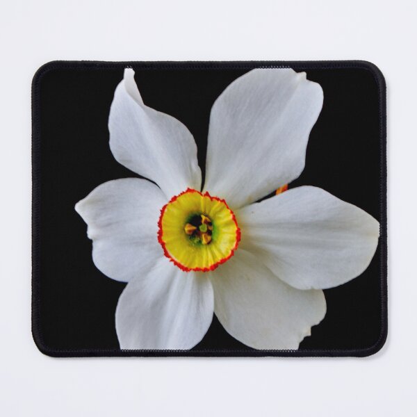 Item preview, narcissus flower designed and sold by IgorKovalenko.