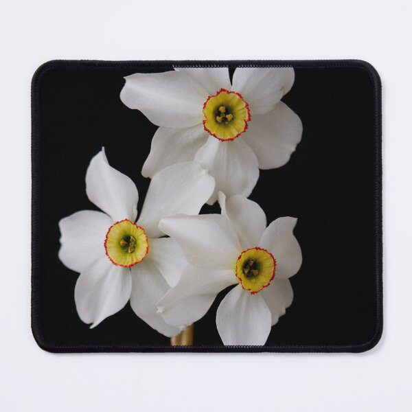 Item preview, narcissus flower designed and sold by IgorKovalenko.