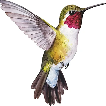 Artwork thumbnail, Hummingbird by WildernessTints