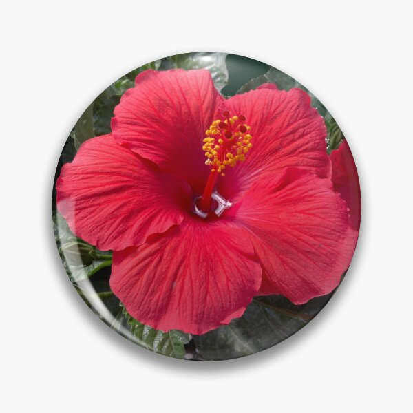 Item preview, Red Hibiscus  designed and sold by Amanda1775.