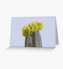 Sculptures created by nature Greeting Card