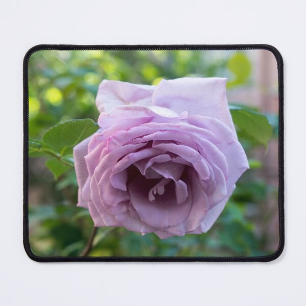 Item preview, Singular Purple Rose in Full Bloom designed and sold by Georgia Mizuleva.