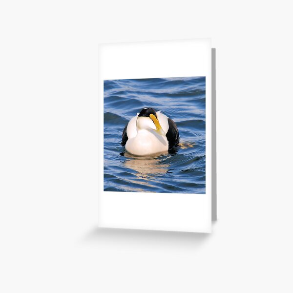 Common Eider Greeting Card