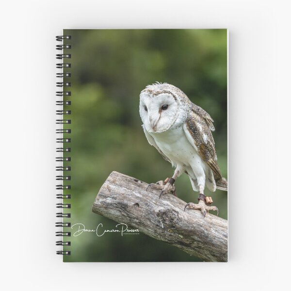 Item preview, Breathtaking Barn Owl designed and sold by Donna Cameron-Prosser.