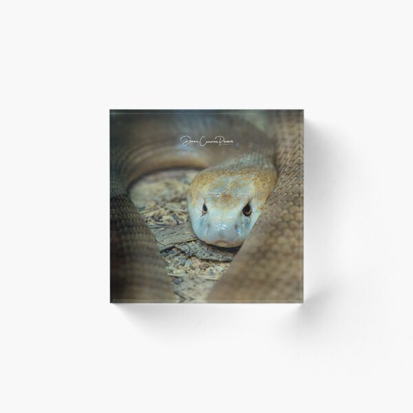 Item preview, Tantalizing Taipan designed and sold by Donna Cameron-Prosser.