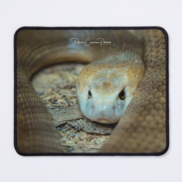 Item preview, Tantalizing Taipan designed and sold by Donna Cameron-Prosser.