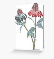 Echinacea Greeting Card