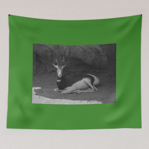 Item preview, Dama Gazelle Valencia Black and White designed and sold by eddiebarronshop.