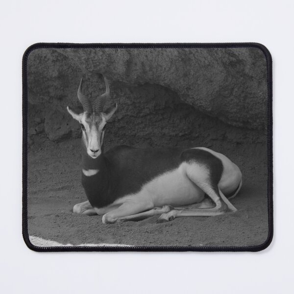 Item preview, Dama Gazelle Valencia Black and White designed and sold by eddiebarronshop.