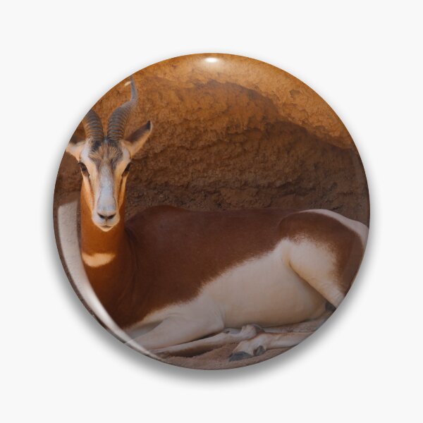 Item preview, Dama Gazelle In Shade Valencia Spain designed and sold by eddiebarronshop.