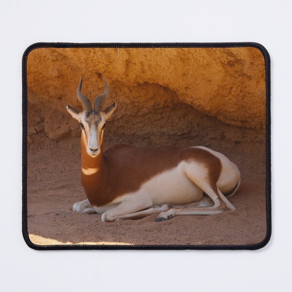 Item preview, Dama Gazelle In Shade Valencia Spain designed and sold by eddiebarronshop.