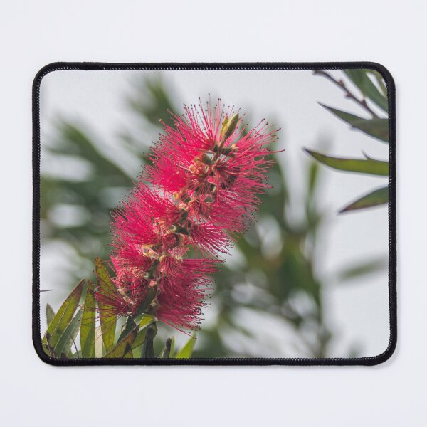 Item preview, Upright Bottlebrush Bloom designed and sold by Debra Martz.