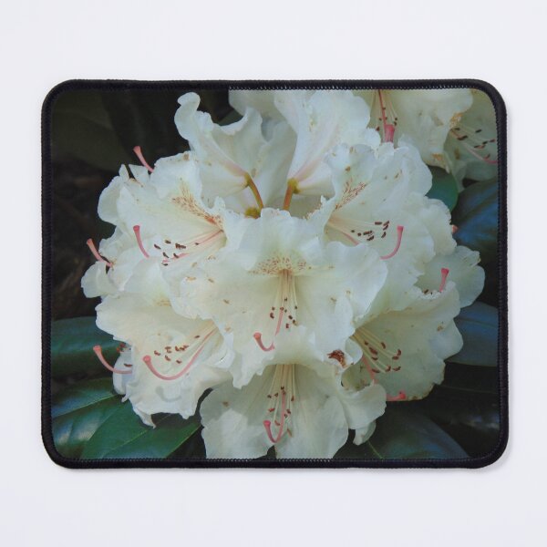 Item preview, White rhododendron blooming designed and sold by lusiakotowska.