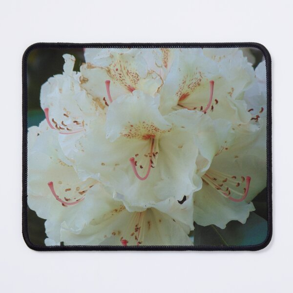 Item preview, White rhododendron blooming in the Garden designed and sold by lusiakotowska.