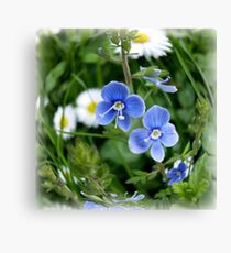 tiny blue flowers Canvas Print