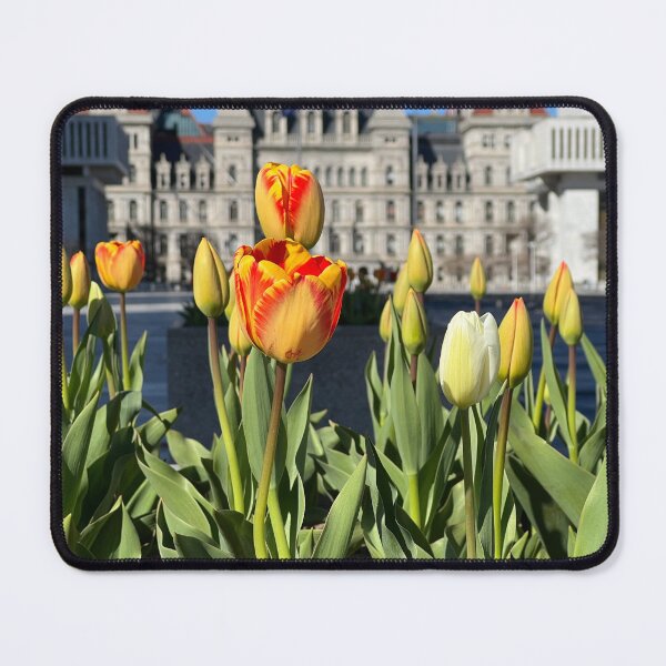 Item preview, Capitol Tulips designed and sold by Stephanie Fay.