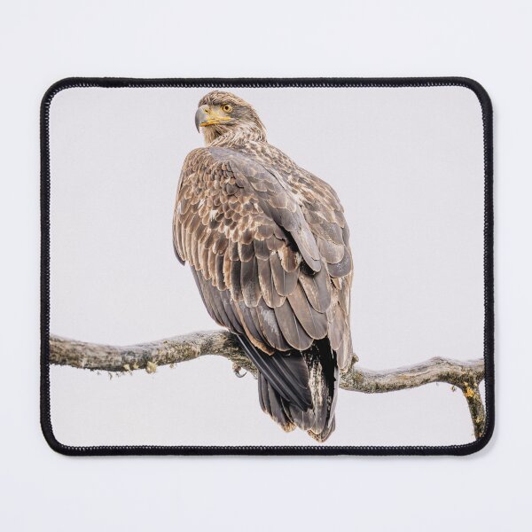Item preview, Juvenile Bald Eagle Alaska designed and sold by PhotoArt by Joan Carroll.